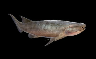 Hallan el pez óseo articulado más antiguo, que vivió hace unos 436 millones de años