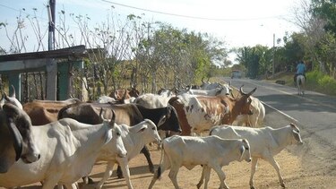 Por falta de agua, ganaderos santeños trasladan sus hatos a otras áreas
