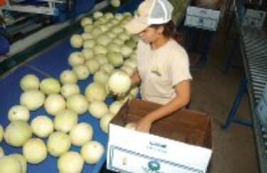 Más empresas se suman al esfuerzo exportador