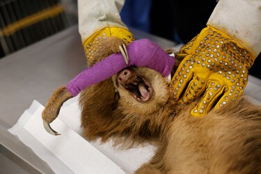 Una clínica da una nueva vida a animales salvajes víctimas del tráfico ilegal en Panamá