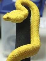 INNOVA: En busca de un ‘veneno patrón’ nacional