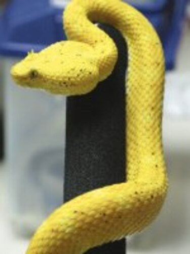 INNOVA: En busca de un ‘veneno patrón’ nacional