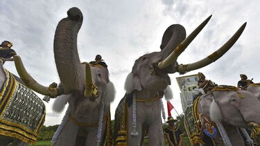 Elefantes en homenaje al rey de antigua capital tailandesa