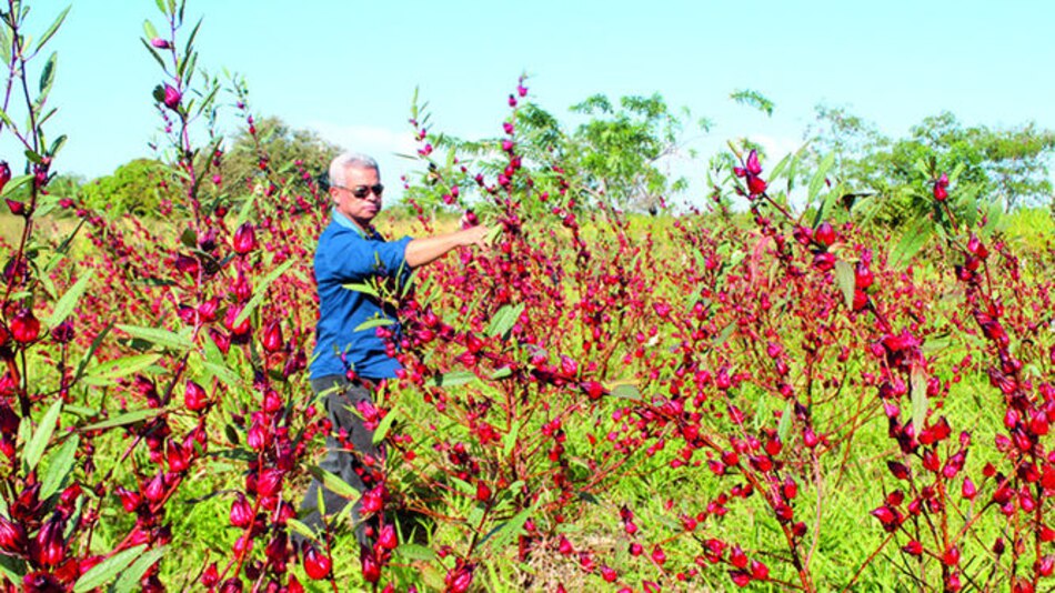 Idiap libera nueva variedad de saril