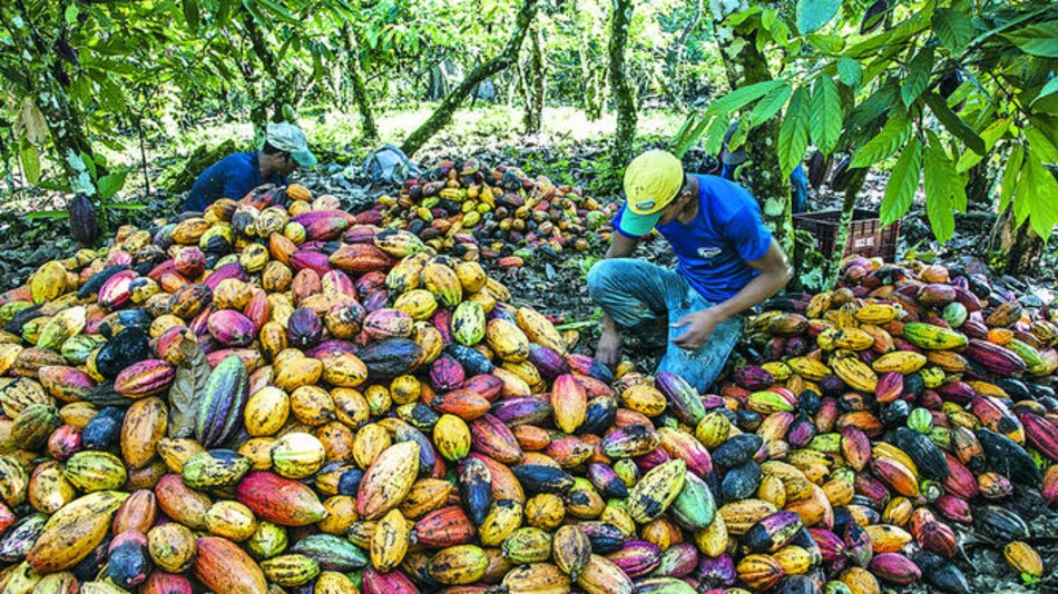 Promocionarán cacao en feria