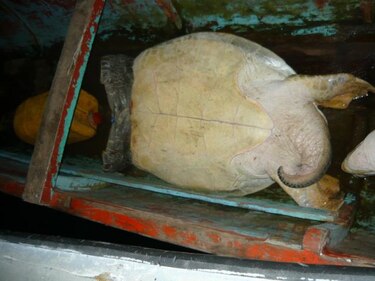 En Bocas desarticulan banda dedicada a la pesca ilegal de tortugas