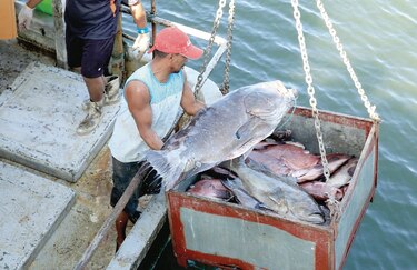 Panamá será auditada para medir control en pesca ilegal