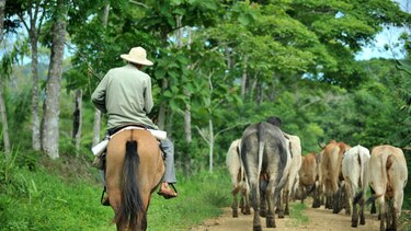 Ministerio de Salud reporta cinco casos de encefalitis equina en Darién