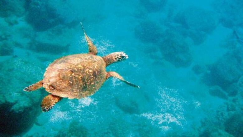 Migrantes, en peligro