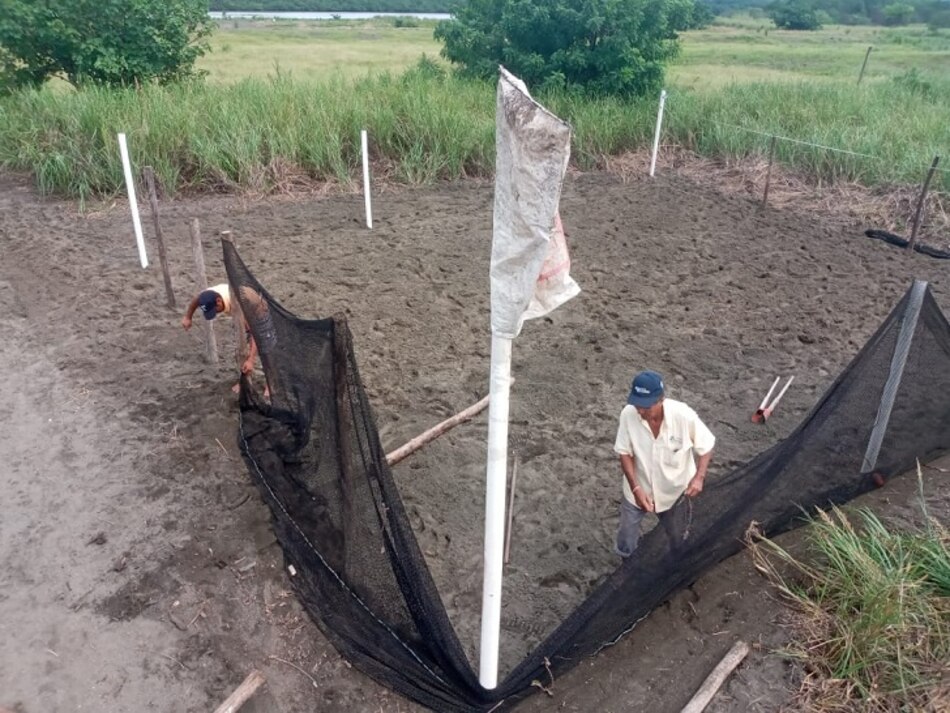 Pobladores de Isla Cañas construyen viveros de tortugas con capacidad para 15 mil huevos