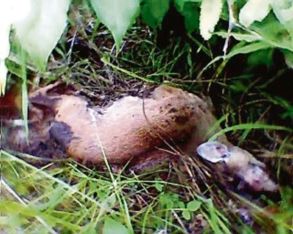 Cazadores furtivos causan muerte de venados en Pedasí