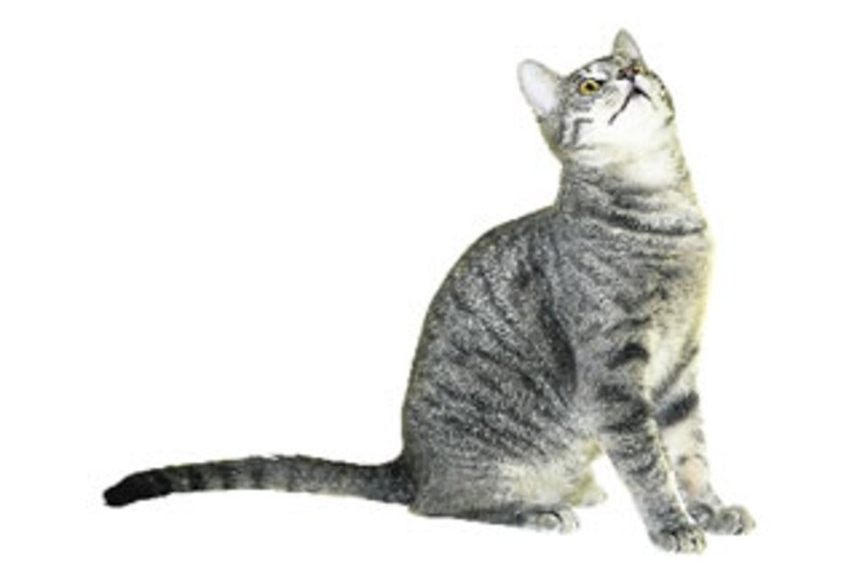 ¡Miau! A los gatos les da Alzheimer