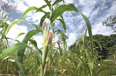 Brasil se encamina a producción récord de maíz