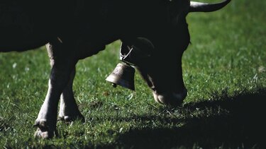 Alto consumo de carne atenta contra el clima