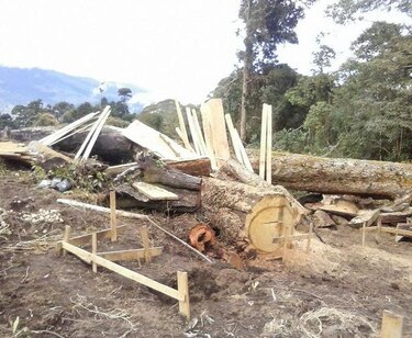 Por tercera ocasión se detecta a personas talando en el PILA
