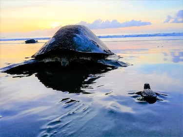 El camino de las tortugas: de los viveros de Punta Chame al océano