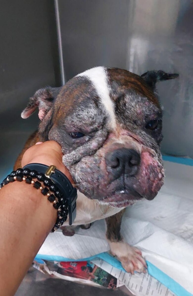 Los defensores de los animales abogan por penas de cárcel por el maltrato a mascotas