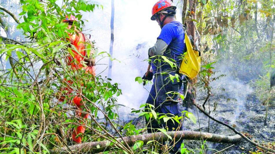 Llamas devoran 400 hectáreas de pino caribe