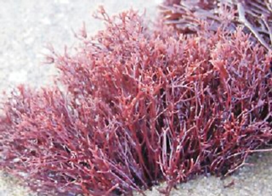 Propiedades medicinales del agar-agar