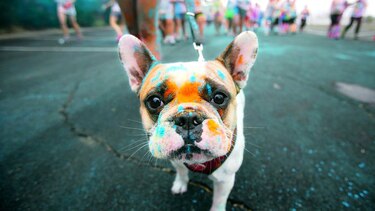Perros rechazan a los antipáticos