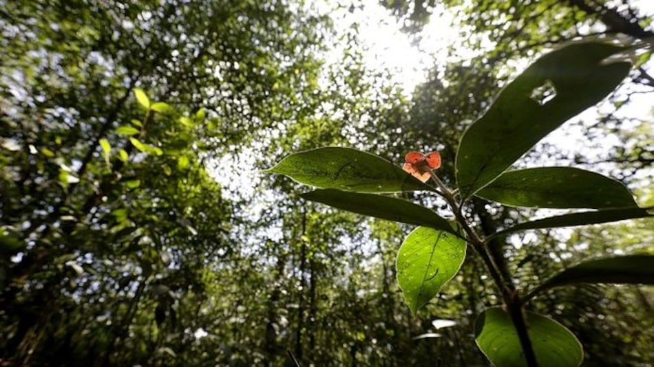 Área del parque Soberanía pasará a manos de la Alcaldía capitalina