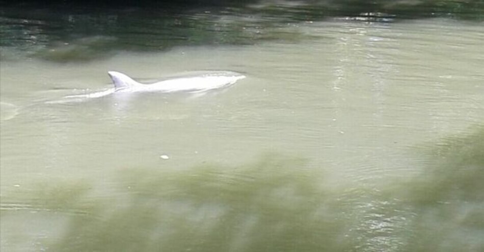 Rescatan dos delfines varados en río Platanares en David