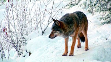 Comienza la cacería de lobos