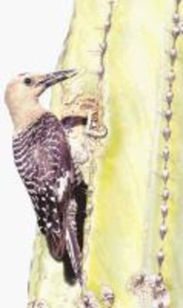 La naturaleza extraña al pájaro loco