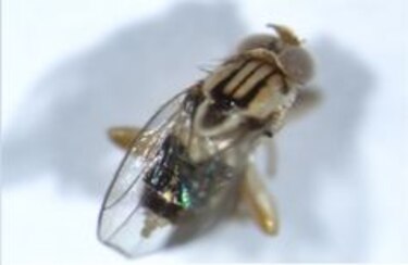 Hallan nueva especie de mosca en Panamá