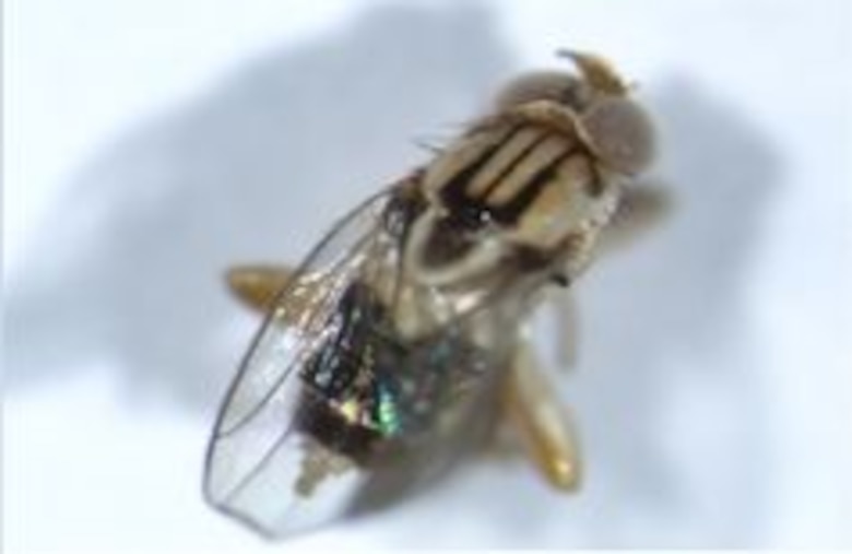 Hallan nueva especie de mosca en Panamá