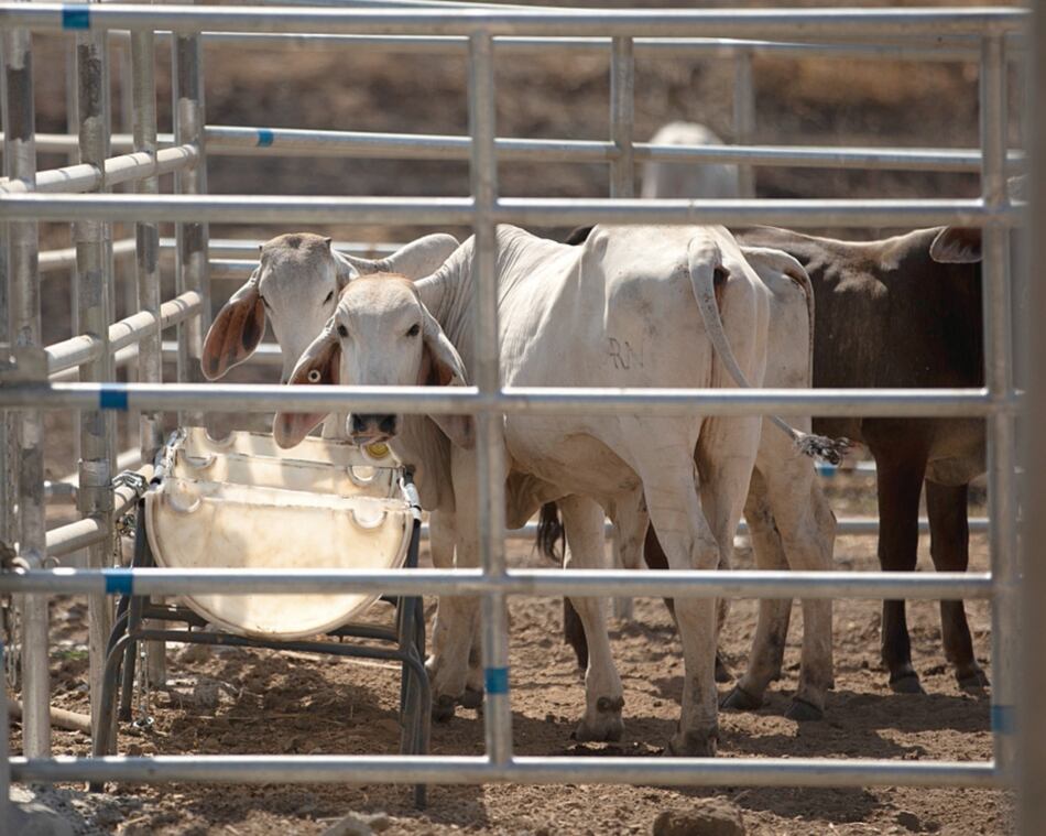 Sanidad animal confirma presencia de estomatitis en 10 fincas en Bugaba