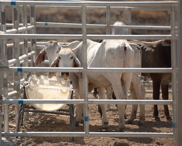 Sanidad animal confirma presencia de estomatitis en 10 fincas en Bugaba