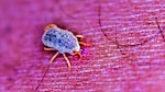 Garrapatas, en el contexto de la salud
