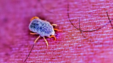 Garrapatas, en el contexto de la salud