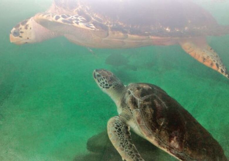 Un hogar fuera del caparazón