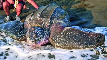 Policía tica custodia desove de tortugas
