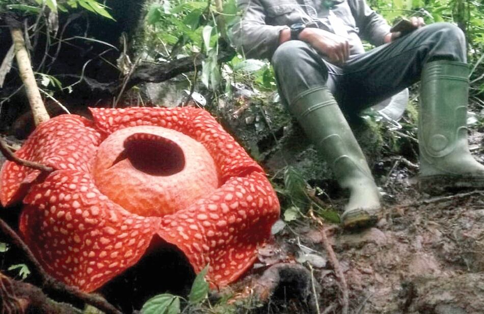 Hallan en Indonesia la flor más grande del mundo