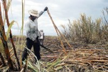 Mida detecta focos de caña silvestre en campos de Coclé