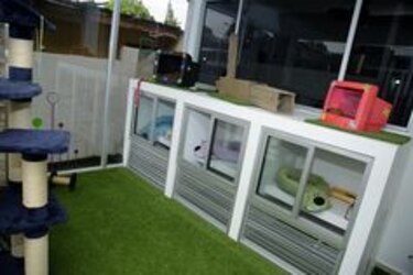 Huésped de cuatro patas