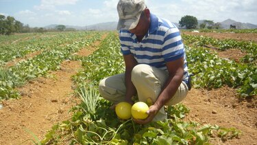 Ocho empresas dejan de sembrar frutas en Los Santos