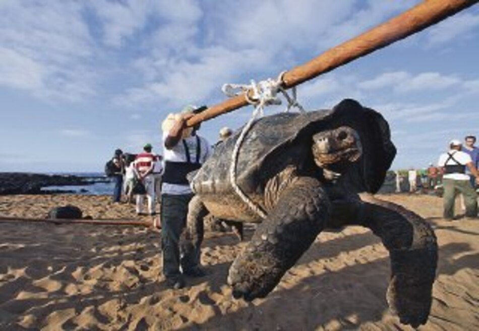 Tortugas gigantes vuelven a la isla Pinta