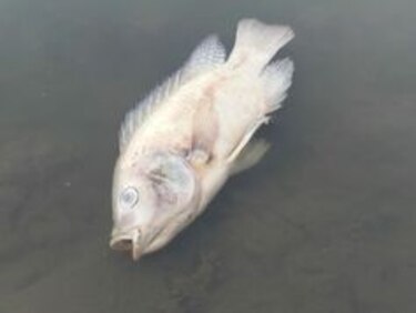 Hallan peces muertos en represa ubicada en Los Santos