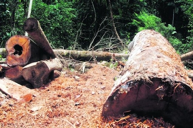 FAO: Se desacelera deforestación en América pero sigue en niveles elevados