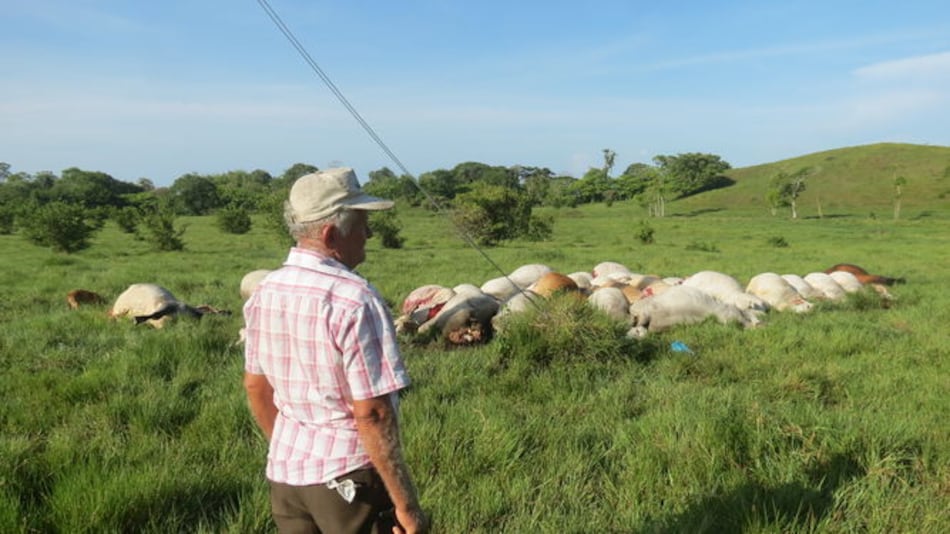 Un rayo impacta en líneas de alta tensión y mata a 32 reses en Chiriquí