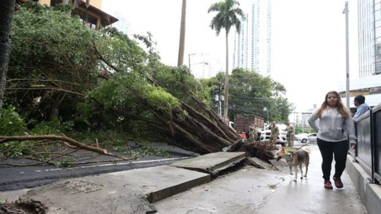 46 árboles caídos tras fuertes lluvias