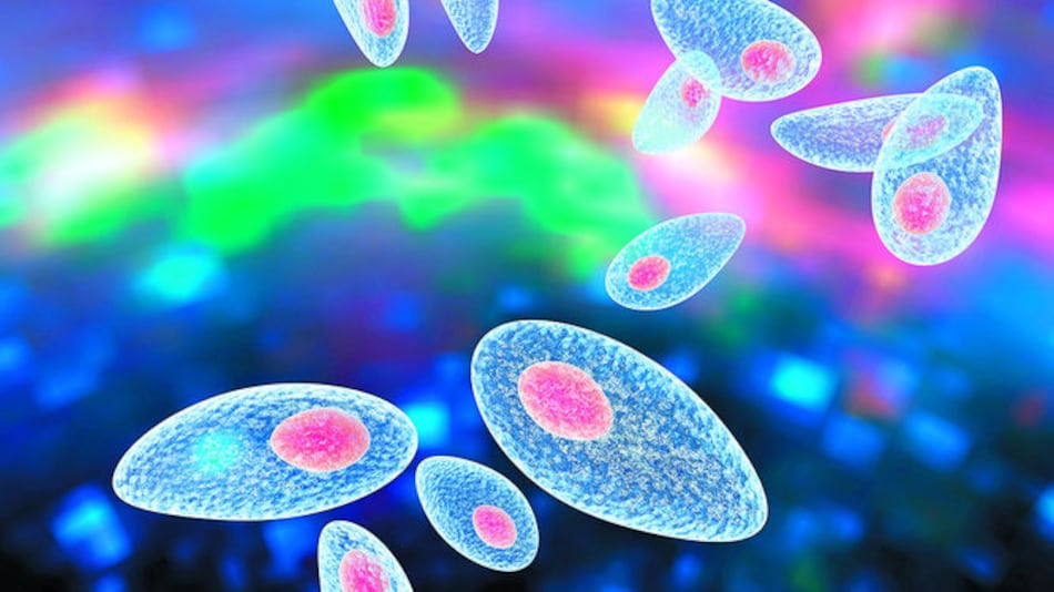 Toxoplasmosis, un mal desatendido