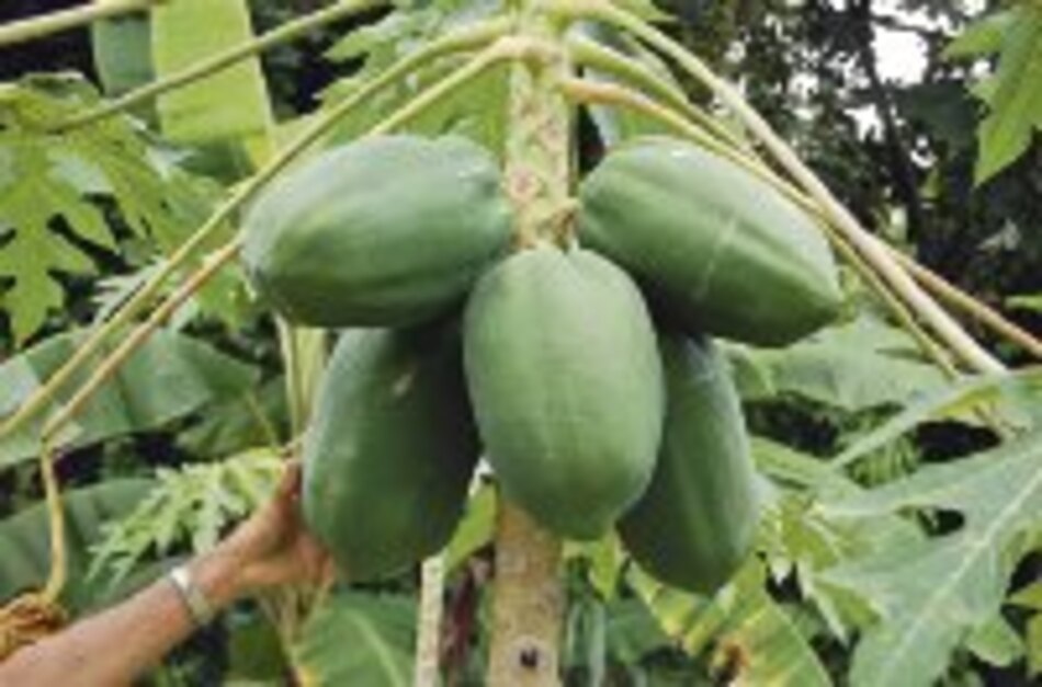 Ensayan producción de papaya con semilla de origen cubano
