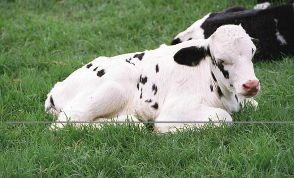 Las autoridades rusas prohíben a los musulmanes sacrificar animales