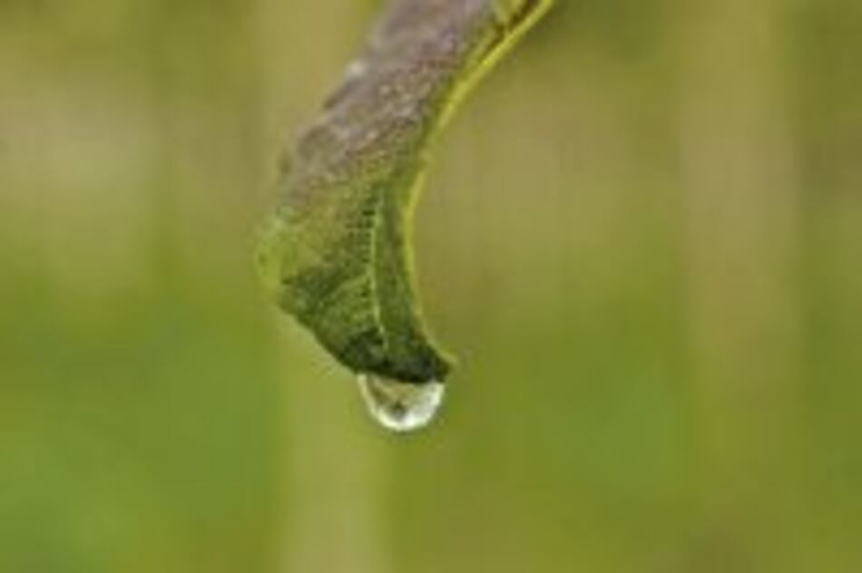 ‘Agua Madre, verdades e imágenes’