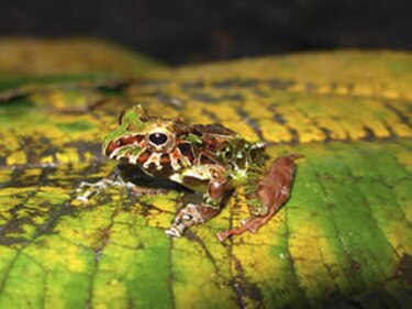 Descubren 10 nuevas especies de anfibios